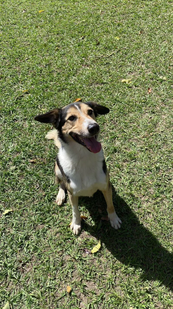 Cachorro ra a SRD-ViraLata idade 2 anos nome Handolf 