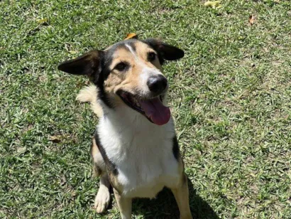 Cachorro raça SRD-ViraLata idade 2 anos nome Handolf 
