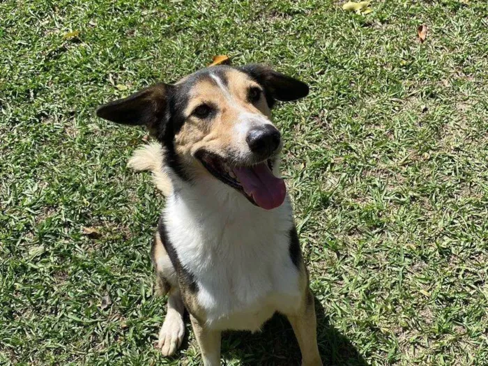 Cachorro ra a SRD-ViraLata idade 2 anos nome Handolf 