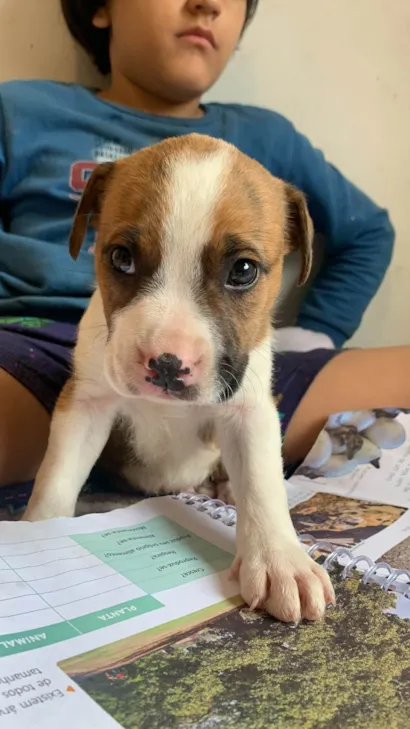 Cachorro raça Pit-Bull idade Abaixo de 2 meses nome Sem nome
