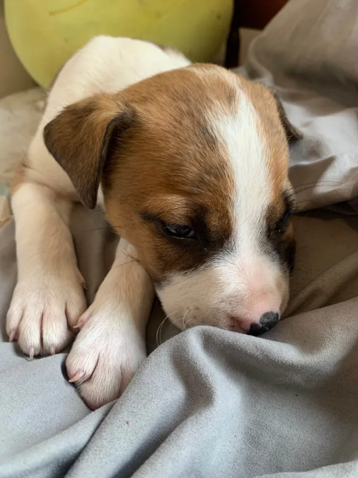Cachorro ra a Pit-Bull idade Abaixo de 2 meses nome Sem nome