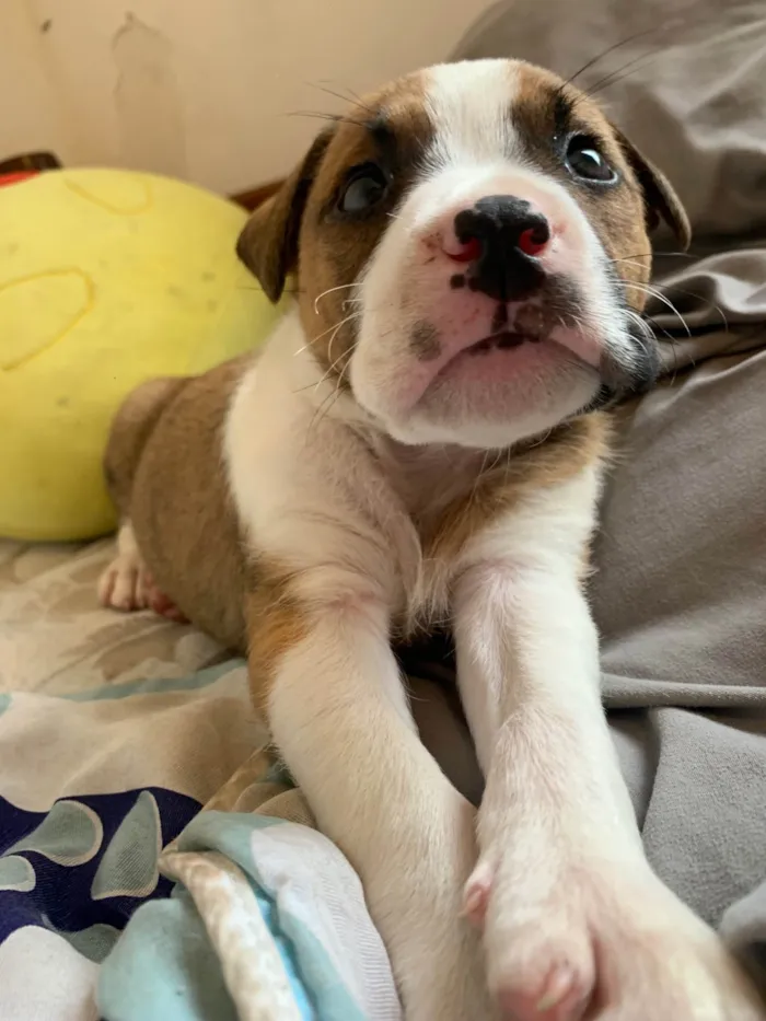 Cachorro ra a Pit-Bull idade Abaixo de 2 meses nome Sem nome