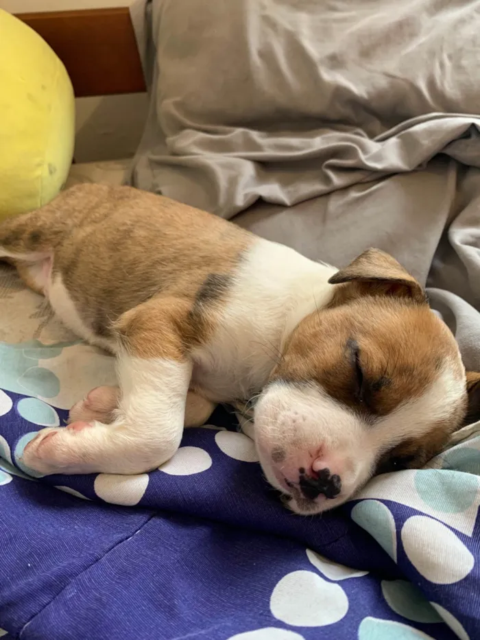 Cachorro ra a Pit-Bull idade Abaixo de 2 meses nome Sem nome
