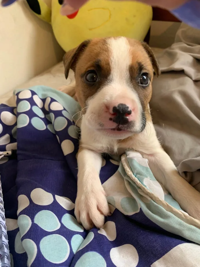Cachorro ra a Pit-Bull idade Abaixo de 2 meses nome Sem nome