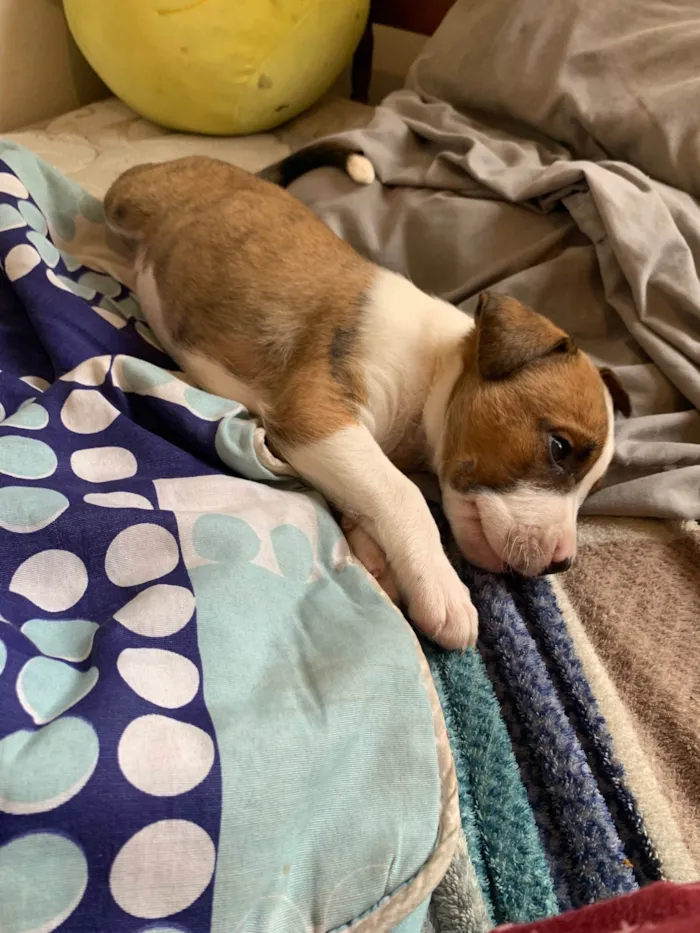 Cachorro ra a Pit-Bull idade Abaixo de 2 meses nome Sem nome