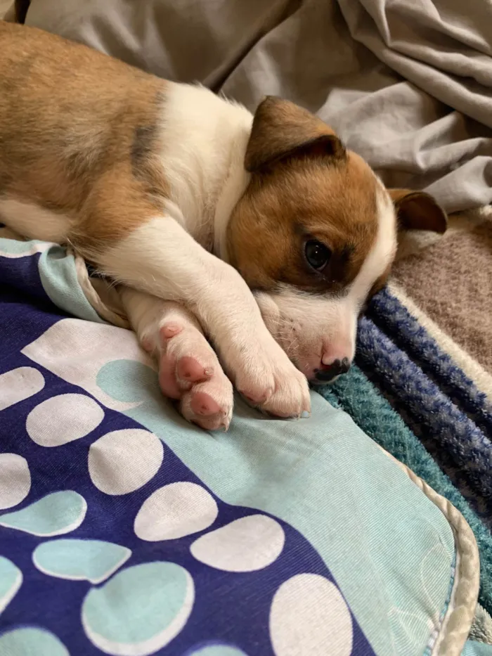 Cachorro ra a Pit-Bull idade Abaixo de 2 meses nome Sem nome