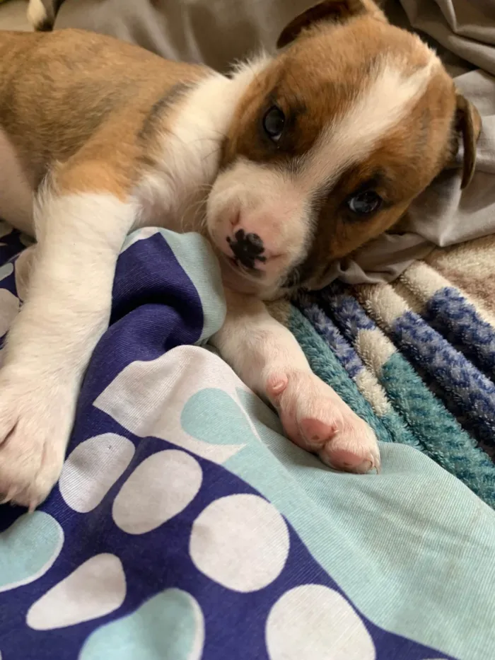 Cachorro ra a Pit-Bull idade Abaixo de 2 meses nome Sem nome