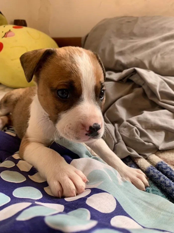 Cachorro ra a Pit-Bull idade Abaixo de 2 meses nome Sem nome