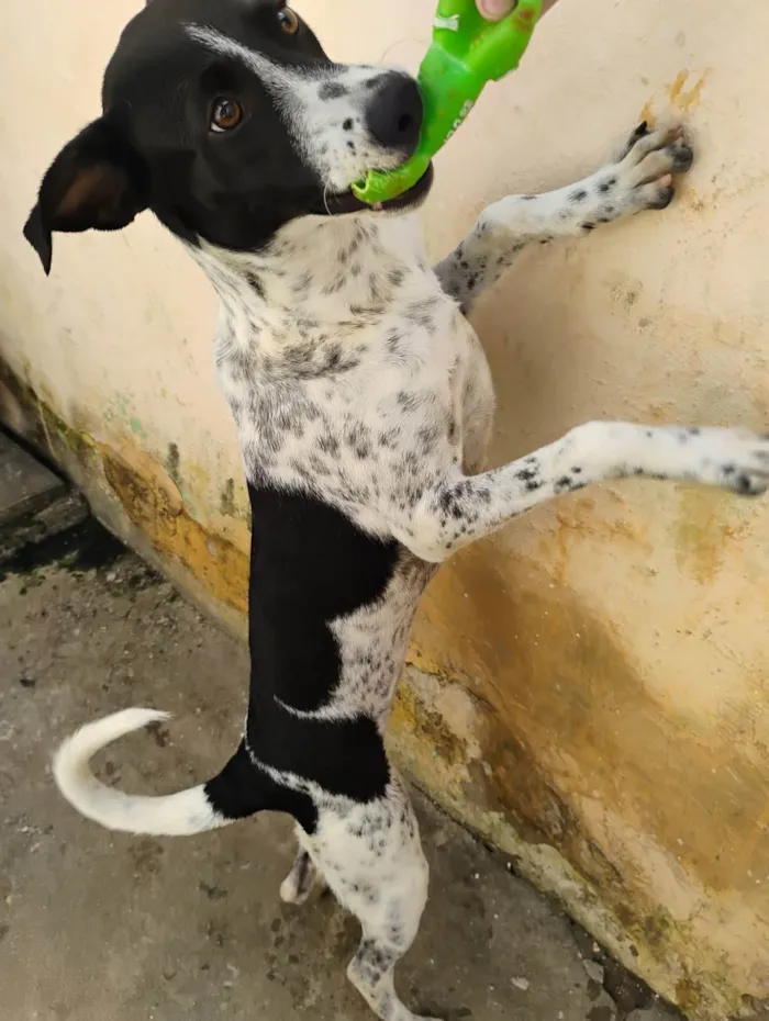 Cachorro ra a SRD-ViraLata idade 7 a 11 meses nome Amora