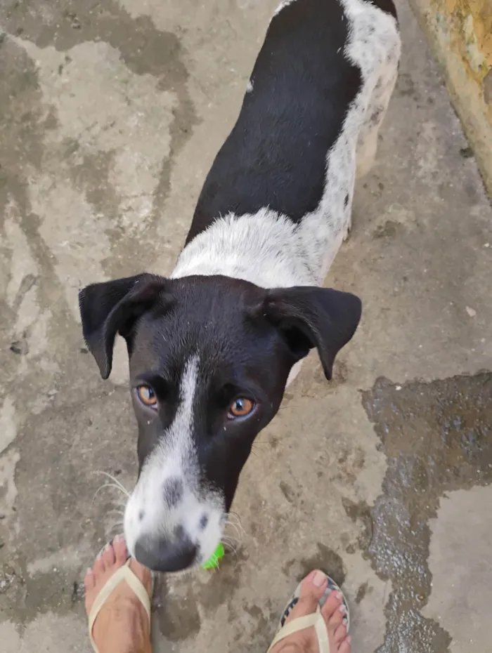 Cachorro ra a SRD-ViraLata idade 7 a 11 meses nome Amora