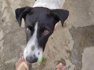 Cachorro raça SRD-ViraLata idade 7 a 11 meses nome Amora