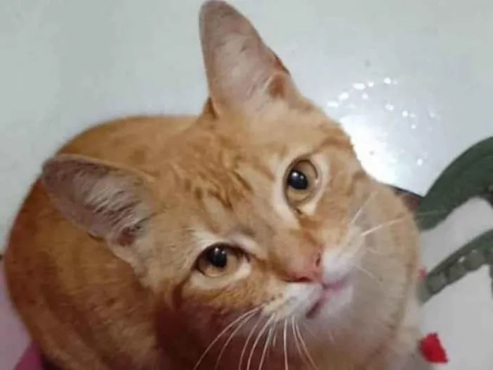 Gato ra a SRD-ViraLata idade 2 a 6 meses nome Amarelo 