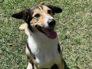 Cachorro raça SRD-ViraLata idade 2 anos nome Handolf 