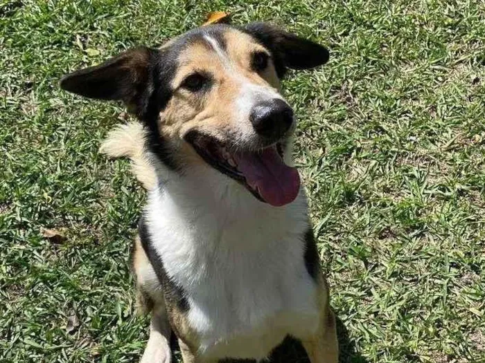Cachorro ra a SRD-ViraLata idade 2 anos nome Handolf 