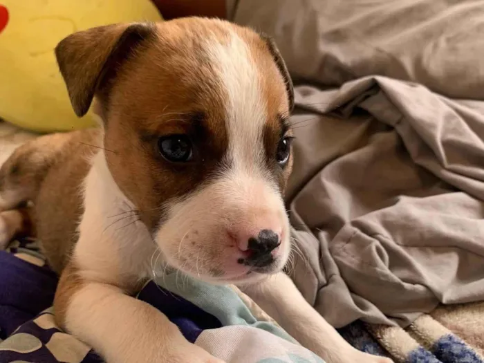 Cachorro ra a Pit-Bull idade Abaixo de 2 meses nome Sem nome