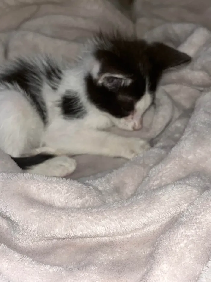 Gato ra a SRD-ViraLata idade Abaixo de 2 meses nome Gatinho bebê
