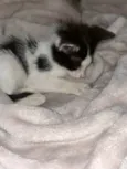 Gatinho bebê