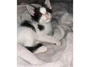 Gato raça SRD-ViraLata idade Abaixo de 2 meses nome Gatinho bebê