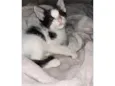 Gatinho bebê
