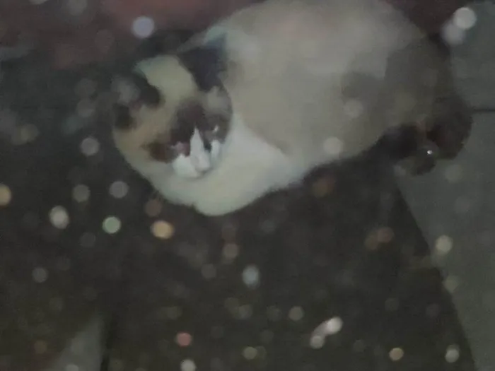 Gato ra a SRD-ViraLata idade 7 a 11 meses nome Bello
