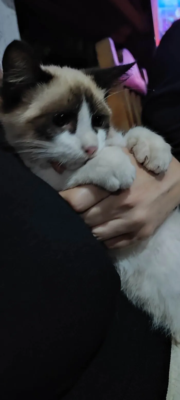Gato ra a SRD-ViraLata idade 7 a 11 meses nome Bello