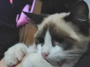 Gato raça SRD-ViraLata idade 7 a 11 meses nome Bello