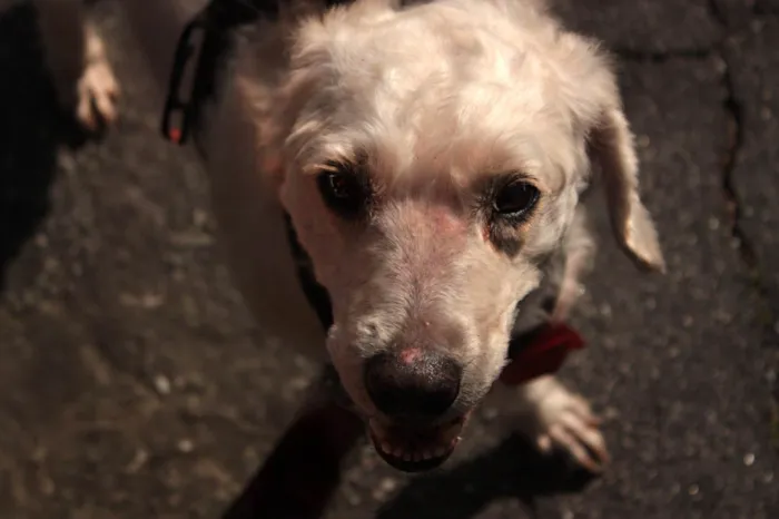 Cachorro ra a SRD-ViraLata idade 5 anos nome Guerreiro