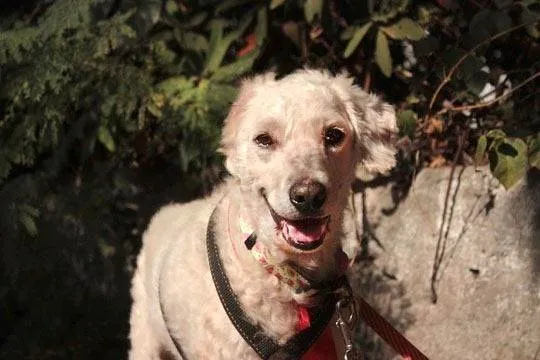 Cachorro ra a SRD-ViraLata idade 5 anos nome Guerreiro