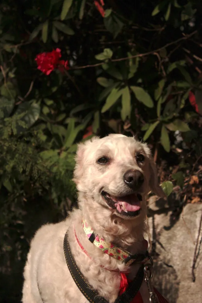 Cachorro ra a SRD-ViraLata idade 5 anos nome Guerreiro