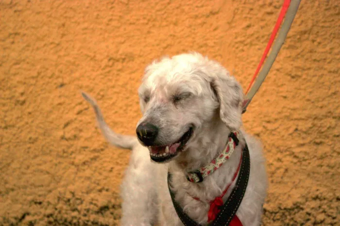 Cachorro ra a SRD-ViraLata idade 5 anos nome Guerreiro