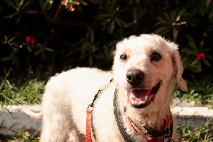 Cachorro ra a SRD-ViraLata idade 5 anos nome Guerreiro
