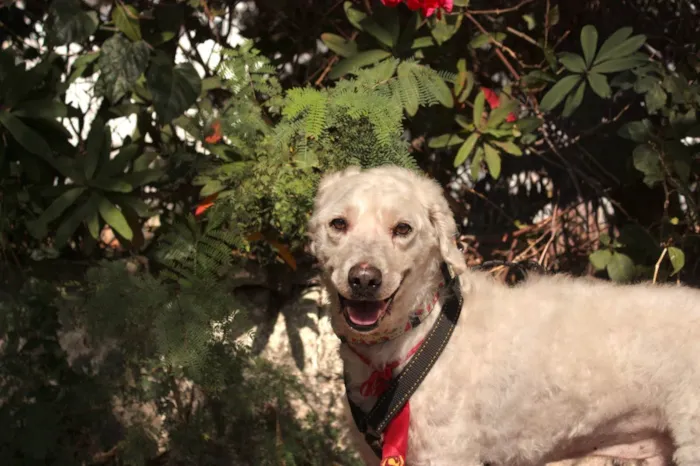 Cachorro ra a SRD-ViraLata idade 5 anos nome Guerreiro