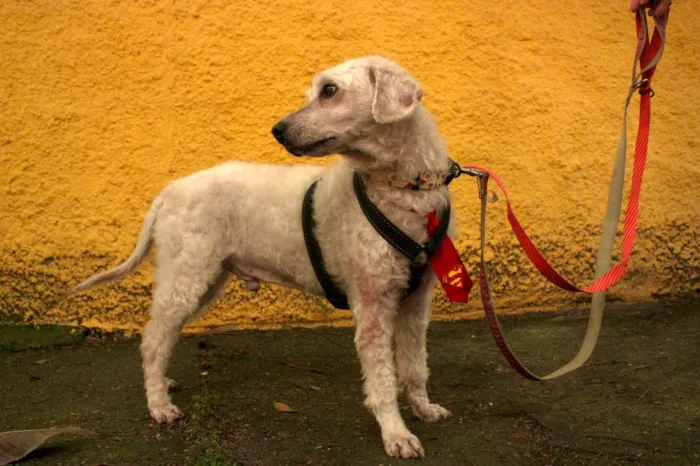 Cachorro ra a SRD-ViraLata idade 5 anos nome Guerreiro