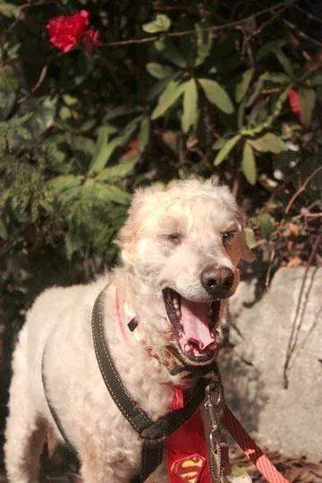 Cachorro ra a SRD-ViraLata idade 5 anos nome Guerreiro