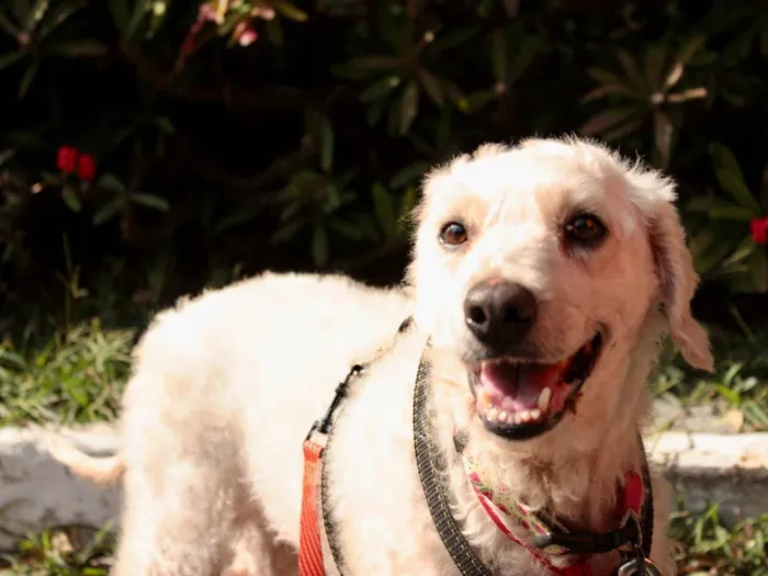 Cachorro ra a SRD-ViraLata idade 5 anos nome Guerreiro