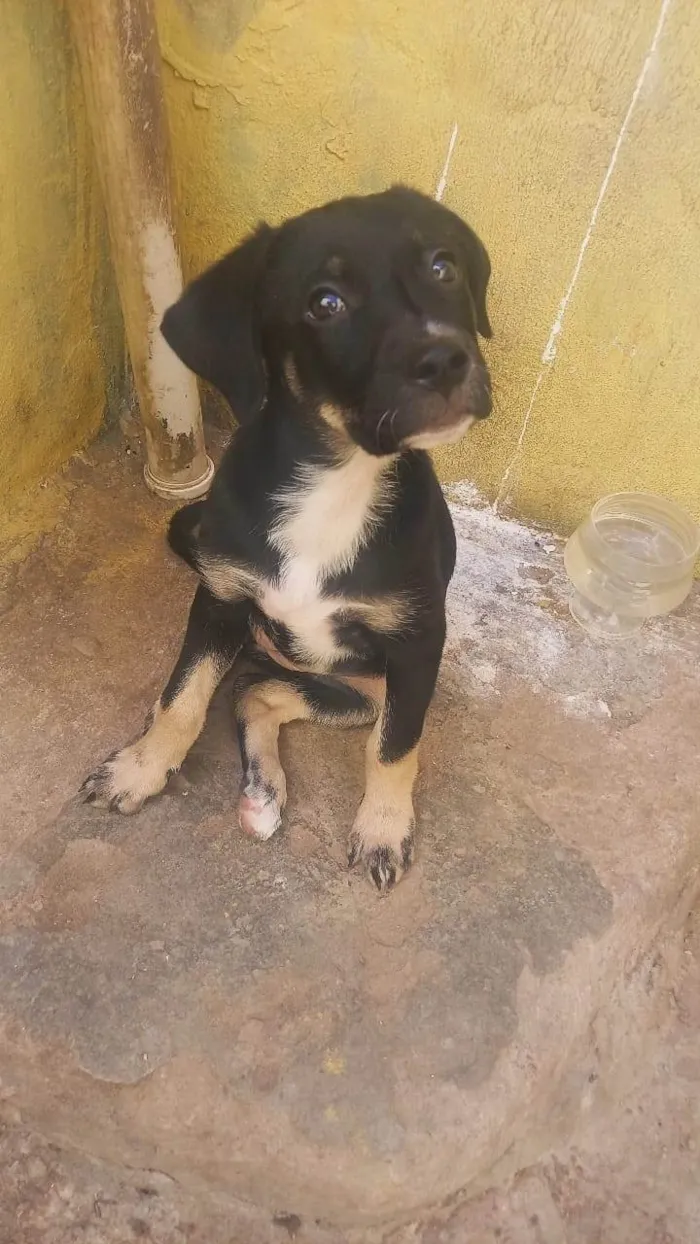 Cachorro ra a Labrador idade 2 a 6 meses nome Mel