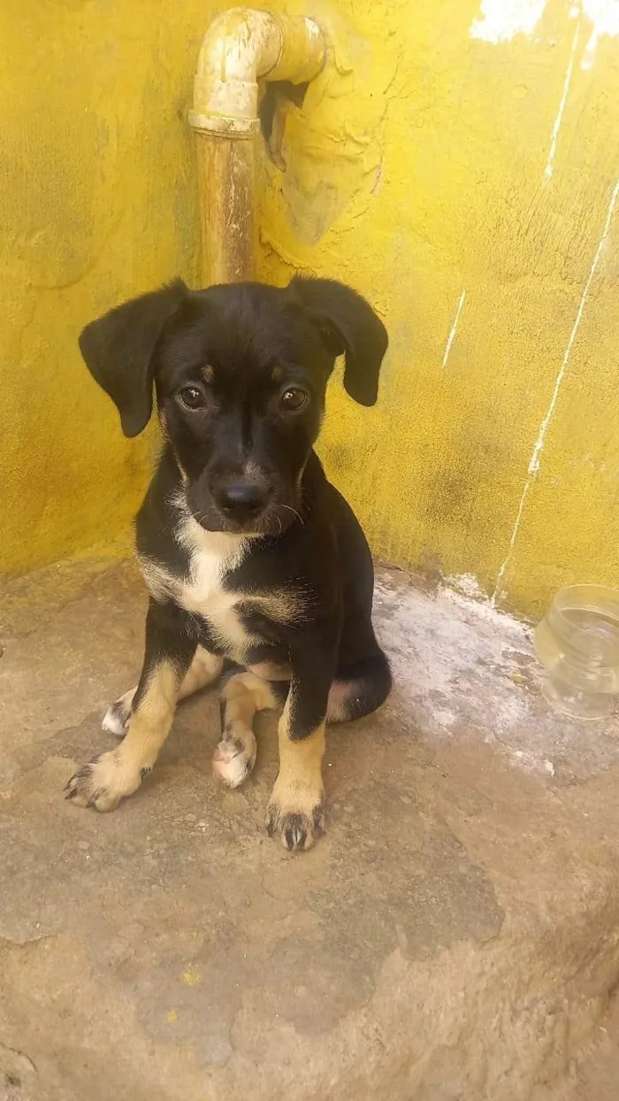 Cachorro ra a Labrador idade 2 a 6 meses nome Mel