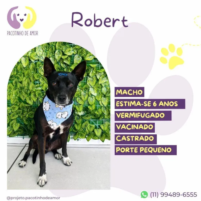 Cachorro ra a SRD-ViraLata idade 6 ou mais anos nome Robert