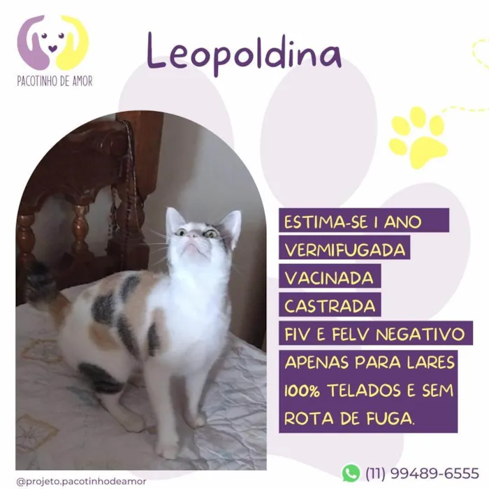 Gato ra a SRD-ViraLata idade 1 ano nome Leopoldina 