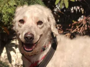 Cachorro raça SRD-ViraLata idade 5 anos nome Guerreiro