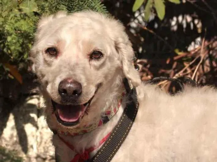 Cachorro ra a SRD-ViraLata idade 5 anos nome Guerreiro