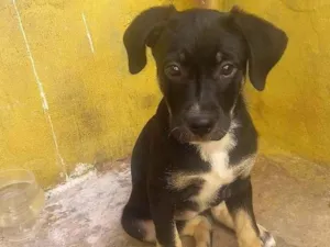 Cachorro raça Labrador idade 2 a 6 meses nome Mel