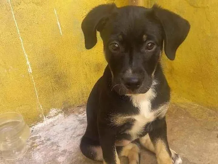 Cachorro ra a Labrador idade 2 a 6 meses nome Mel