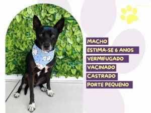 Cachorro raça SRD-ViraLata idade 6 ou mais anos nome Robert