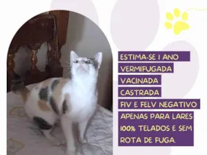 Gato raça SRD-ViraLata idade 1 ano nome Leopoldina 