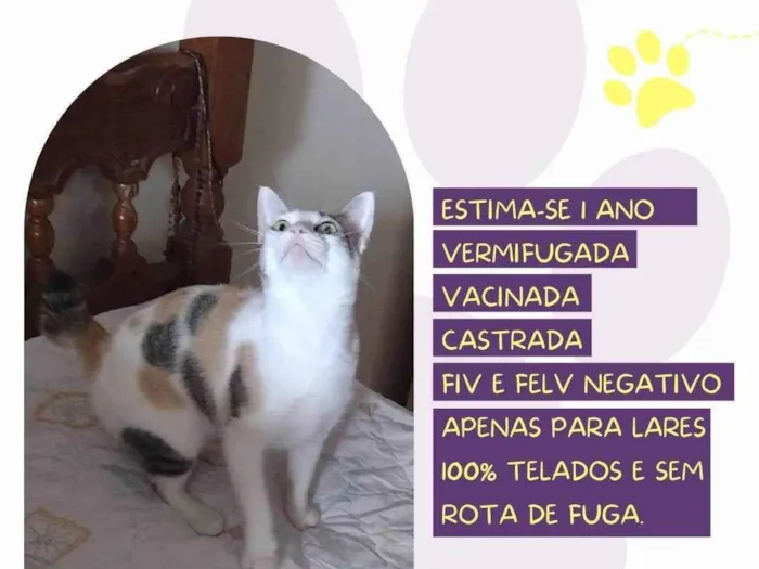 Gato ra a SRD-ViraLata idade 1 ano nome Leopoldina 