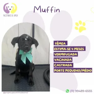 Cachorro raça SRD-ViraLata idade 2 a 6 meses nome Muffin
