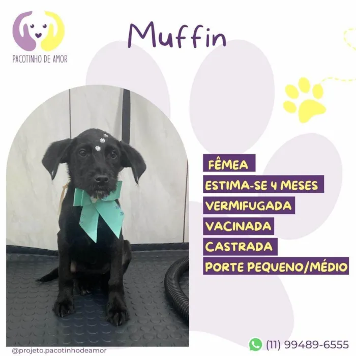 Cachorro ra a SRD-ViraLata idade 2 a 6 meses nome Muffin