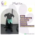 Muffin