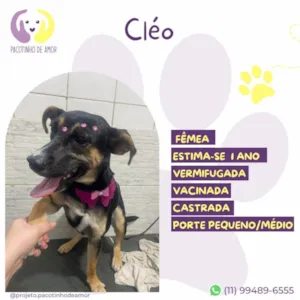 Cachorro raça SRD-ViraLata idade 1 ano nome Cléo 